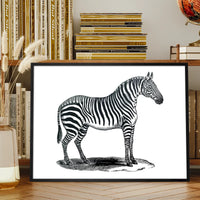 Zebra Vintage Antique Print