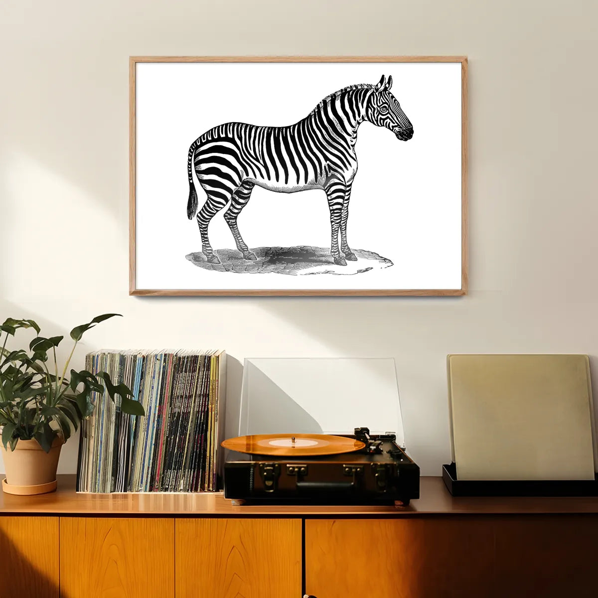 Zebra Vintage Antique Print