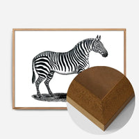 Zebra Vintage Antique Print