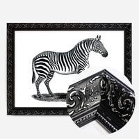 Zebra Vintage Antique Print
