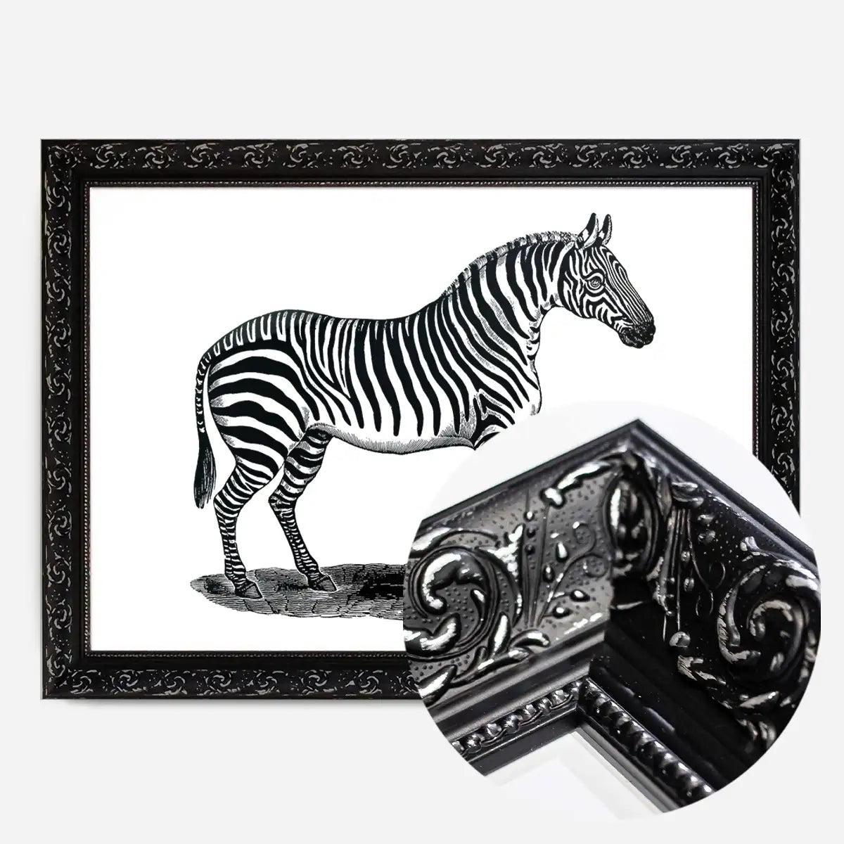 Zebra Vintage Antique Print