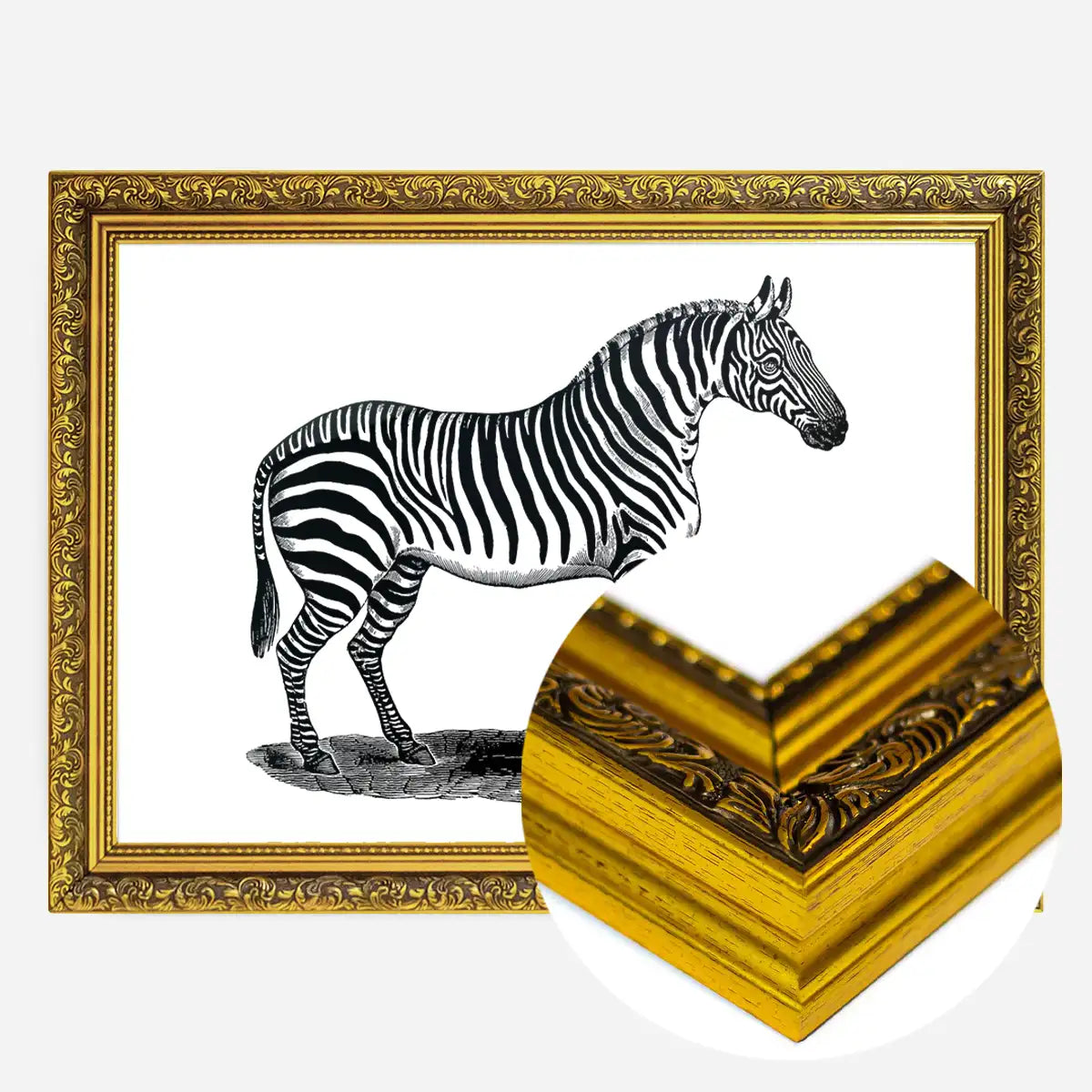 Zebra Vintage Antique Print