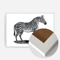 Zebra Vintage Antique Print