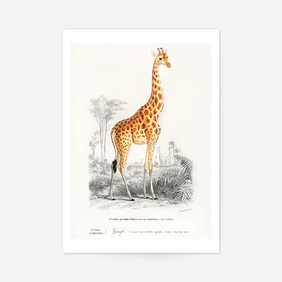 Giraffe Vintage Antique Print