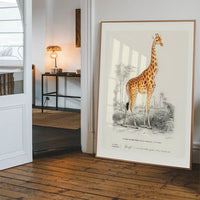 Giraffe Vintage Antique Print
