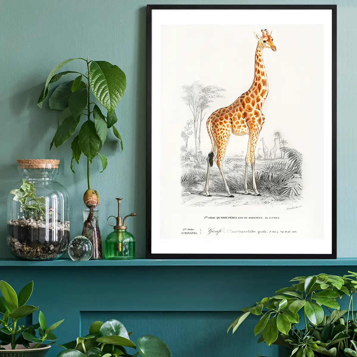 Giraffe Vintage Antique Print