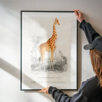 Giraffe Vintage Antique Print