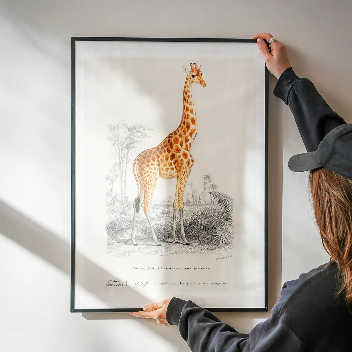 Giraffe Vintage Antique Print