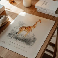 Giraffe Vintage Antique Print
