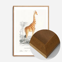 Giraffe Vintage Antique Print