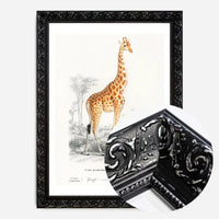 Giraffe Vintage Antique Print