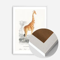 Giraffe Vintage Antique Print