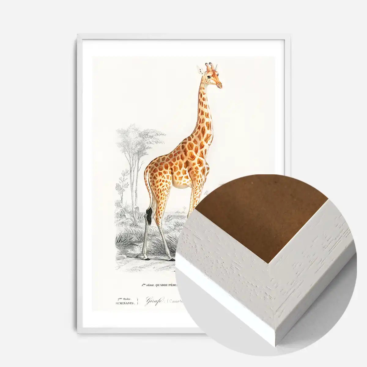 Giraffe Vintage Antique Print