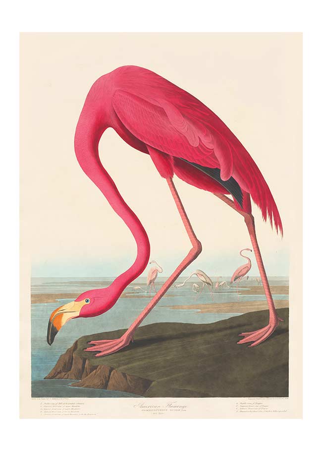 American Flamingo 30x40cm Matte Clearance Print