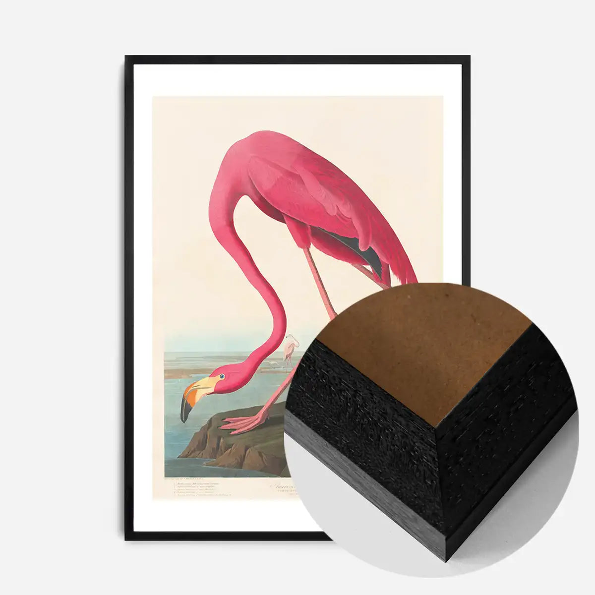 American Flamingo Vintage Antique Bird Print