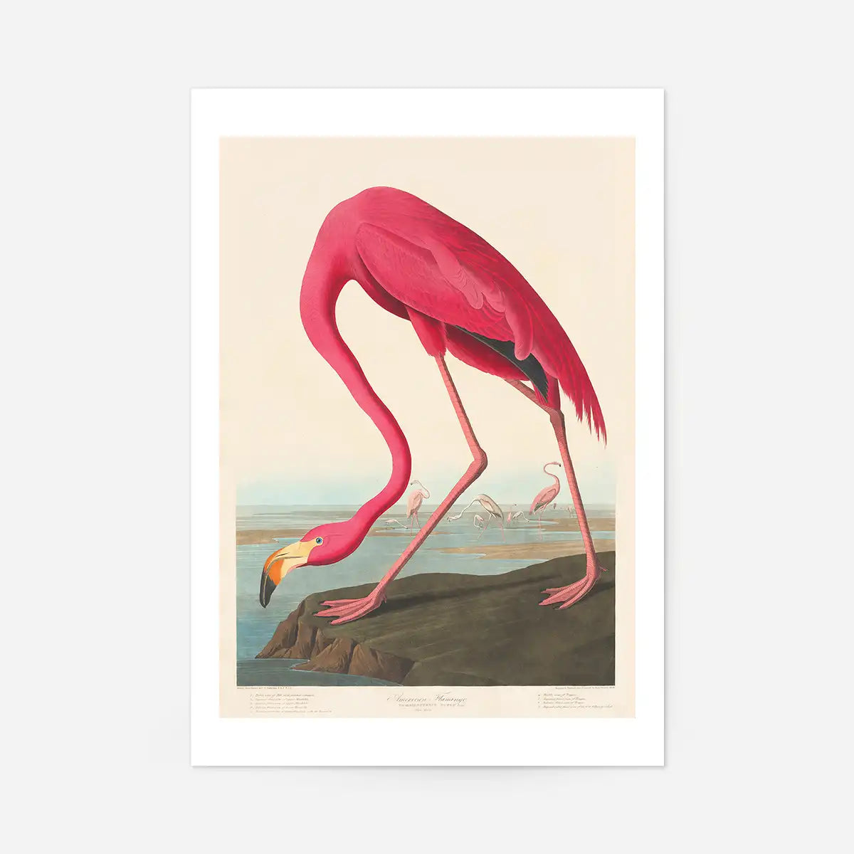 American Flamingo Vintage Antique Bird Print