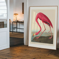 American Flamingo Vintage Antique Bird Print