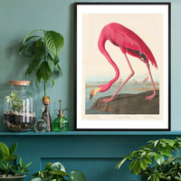 American Flamingo Vintage Antique Bird Print
