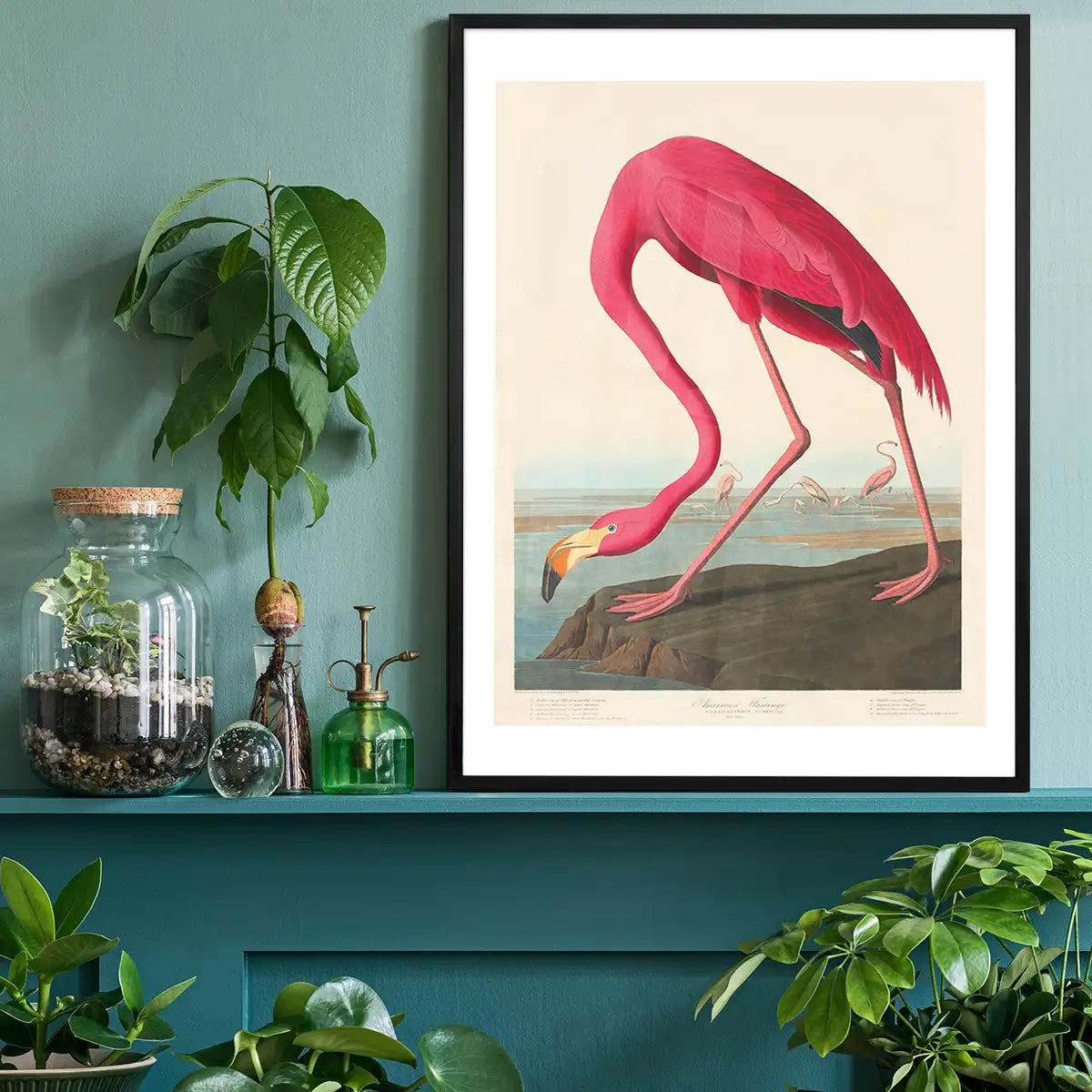 American Flamingo Vintage Antique Bird Print