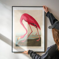 American Flamingo Vintage Antique Bird Print