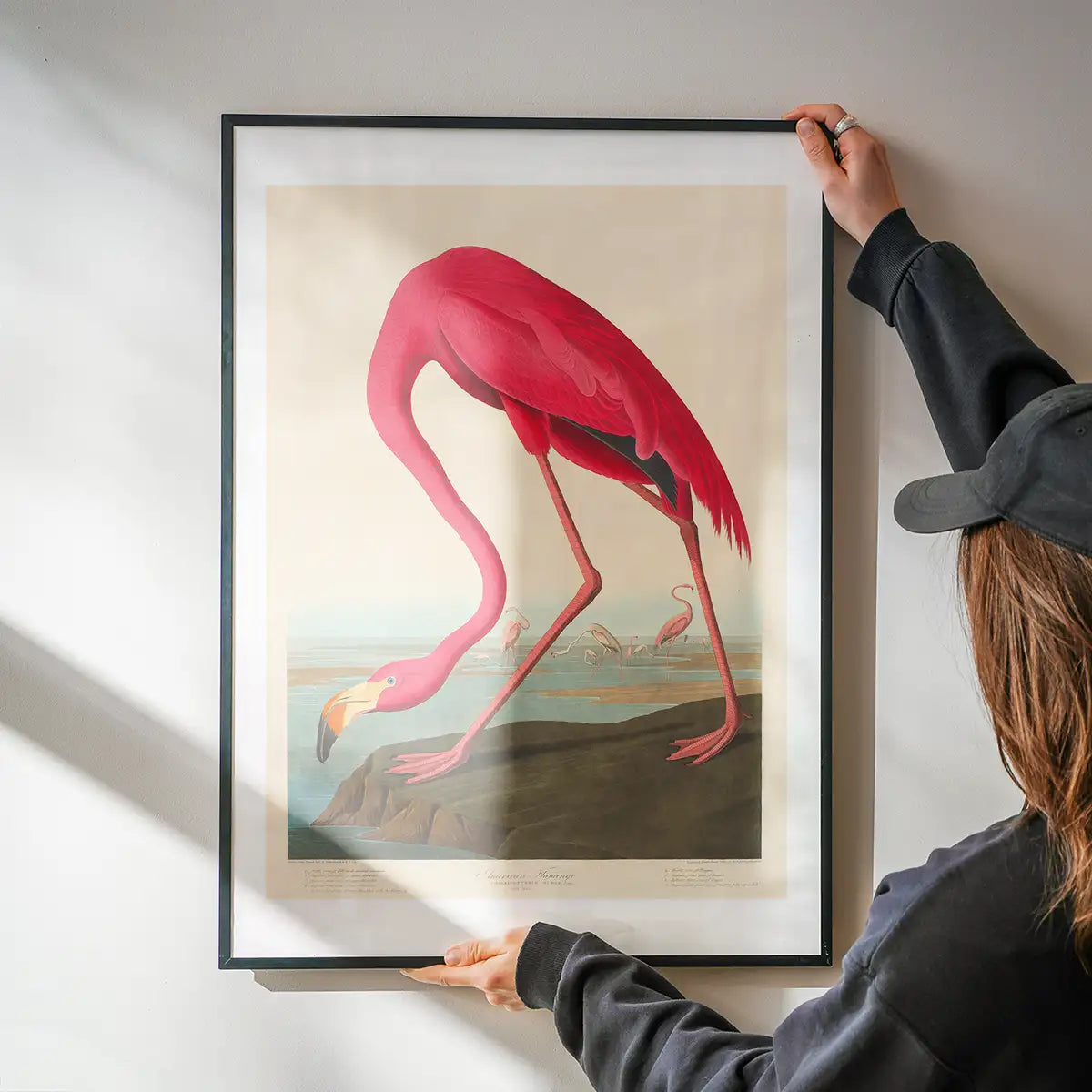 American Flamingo Vintage Antique Bird Print