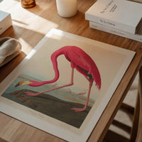 American Flamingo Vintage Antique Bird Print