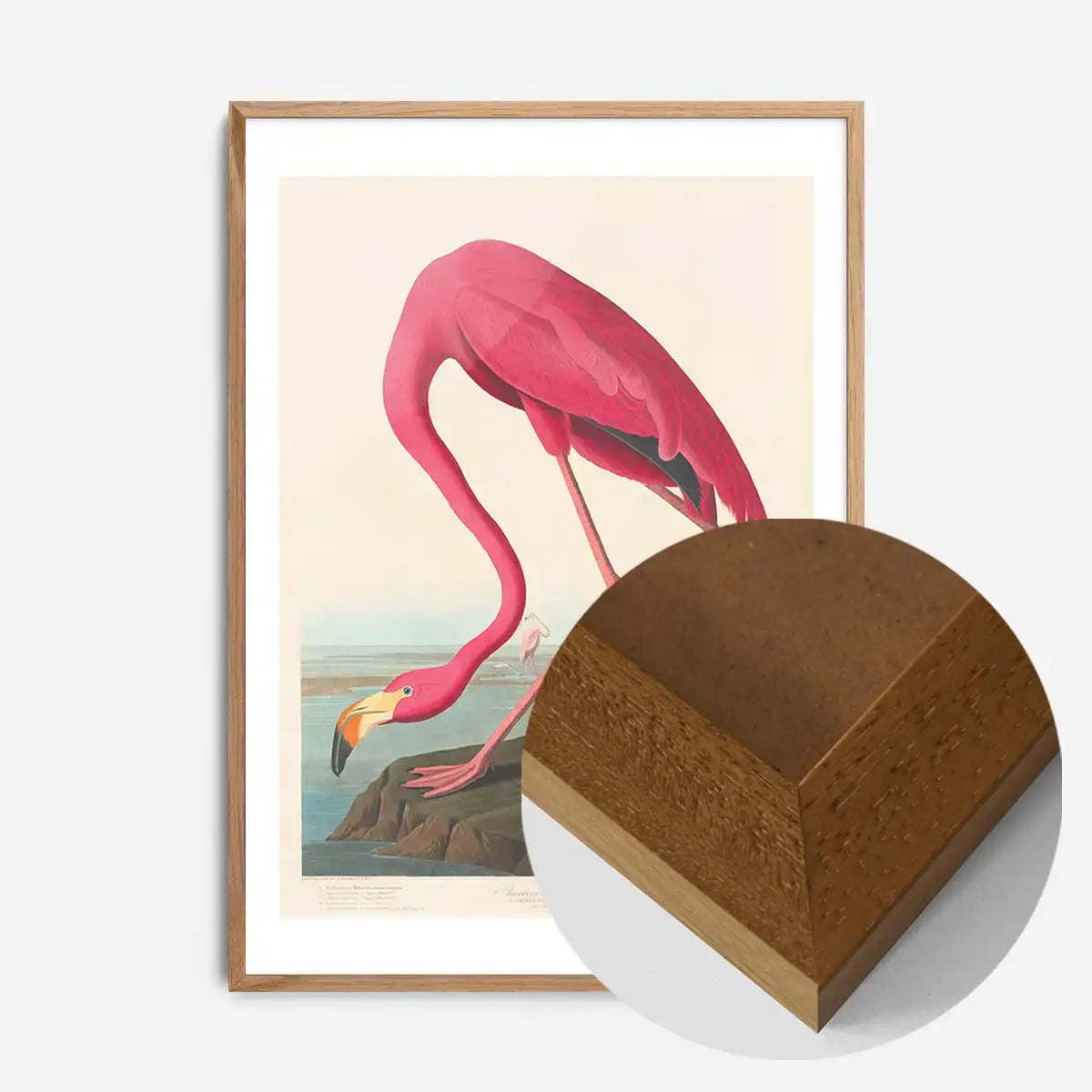 American Flamingo Vintage Antique Bird Print