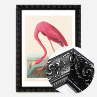 American Flamingo Vintage Antique Bird Print