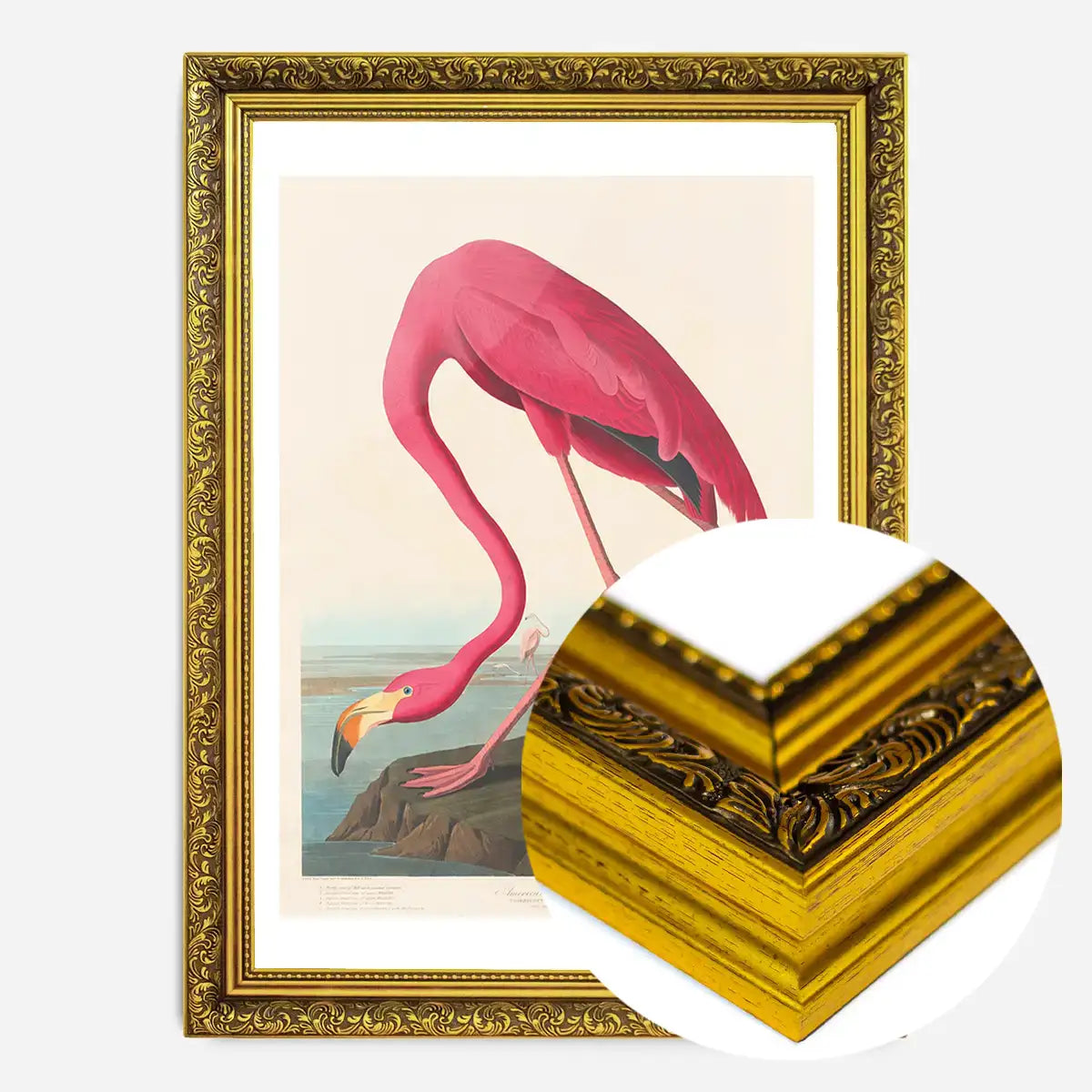 American Flamingo Vintage Antique Bird Print