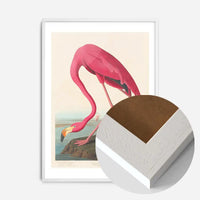 American Flamingo Vintage Antique Bird Print