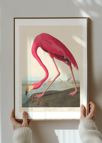 American Flamingo Vintage Antique Bird Print