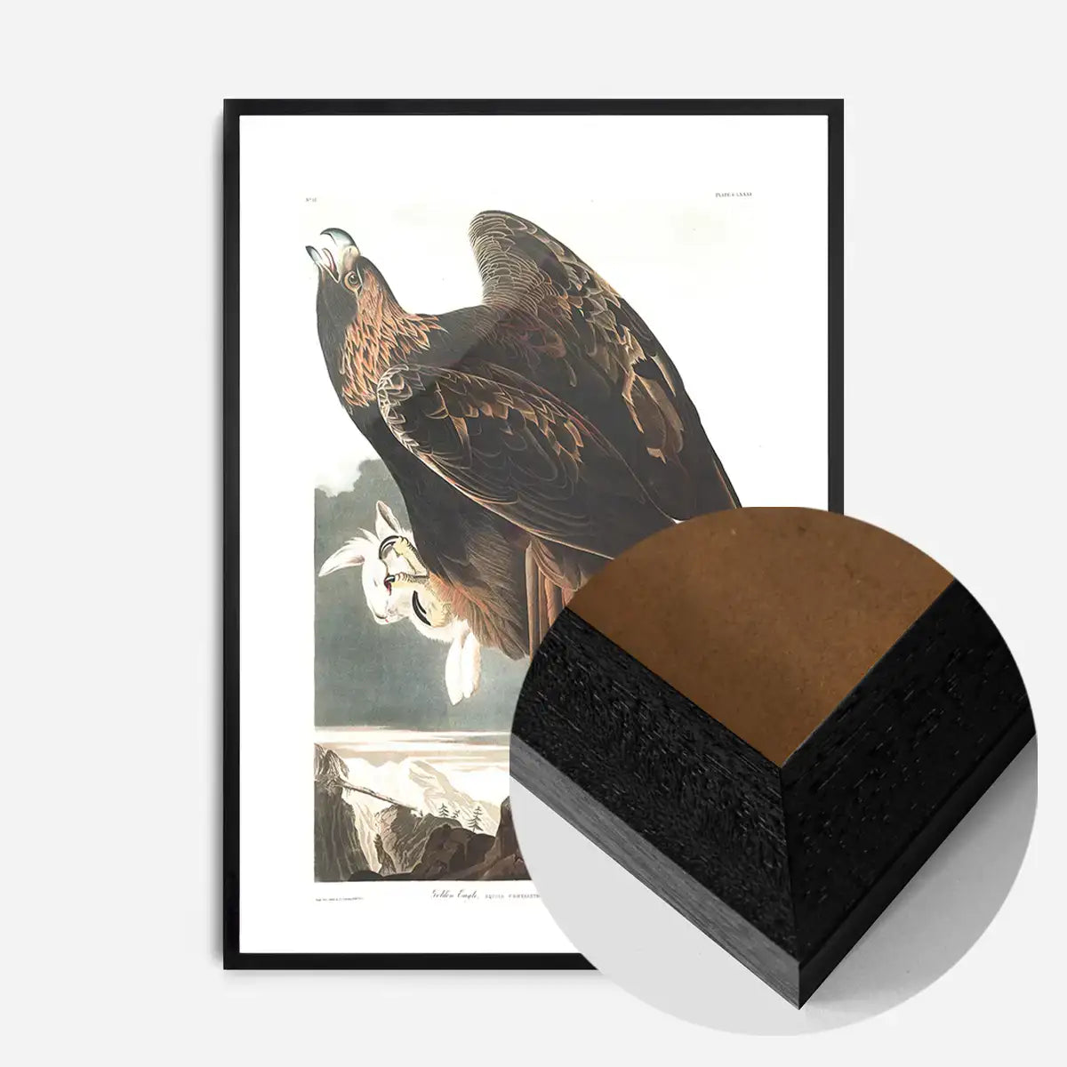 Golden Eagle Vintage Antique Bird Print