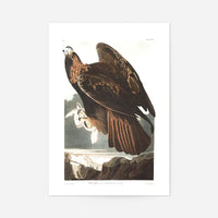 Golden Eagle Vintage Antique Bird Print