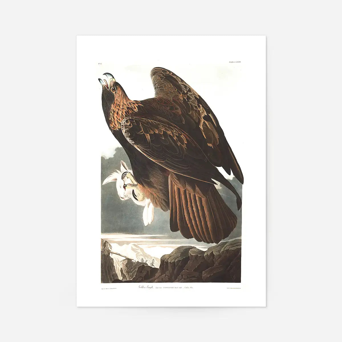 Golden Eagle Vintage Antique Bird Print