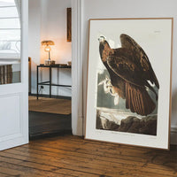 Golden Eagle Vintage Antique Bird Print