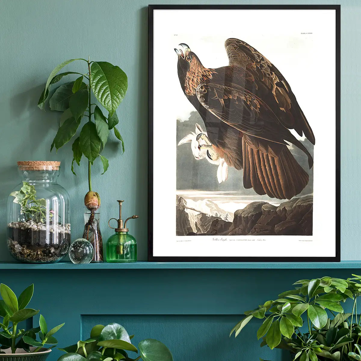 Golden Eagle Vintage Antique Bird Print