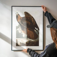 Golden Eagle Vintage Antique Bird Print