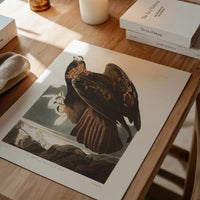 Golden Eagle Vintage Antique Bird Print