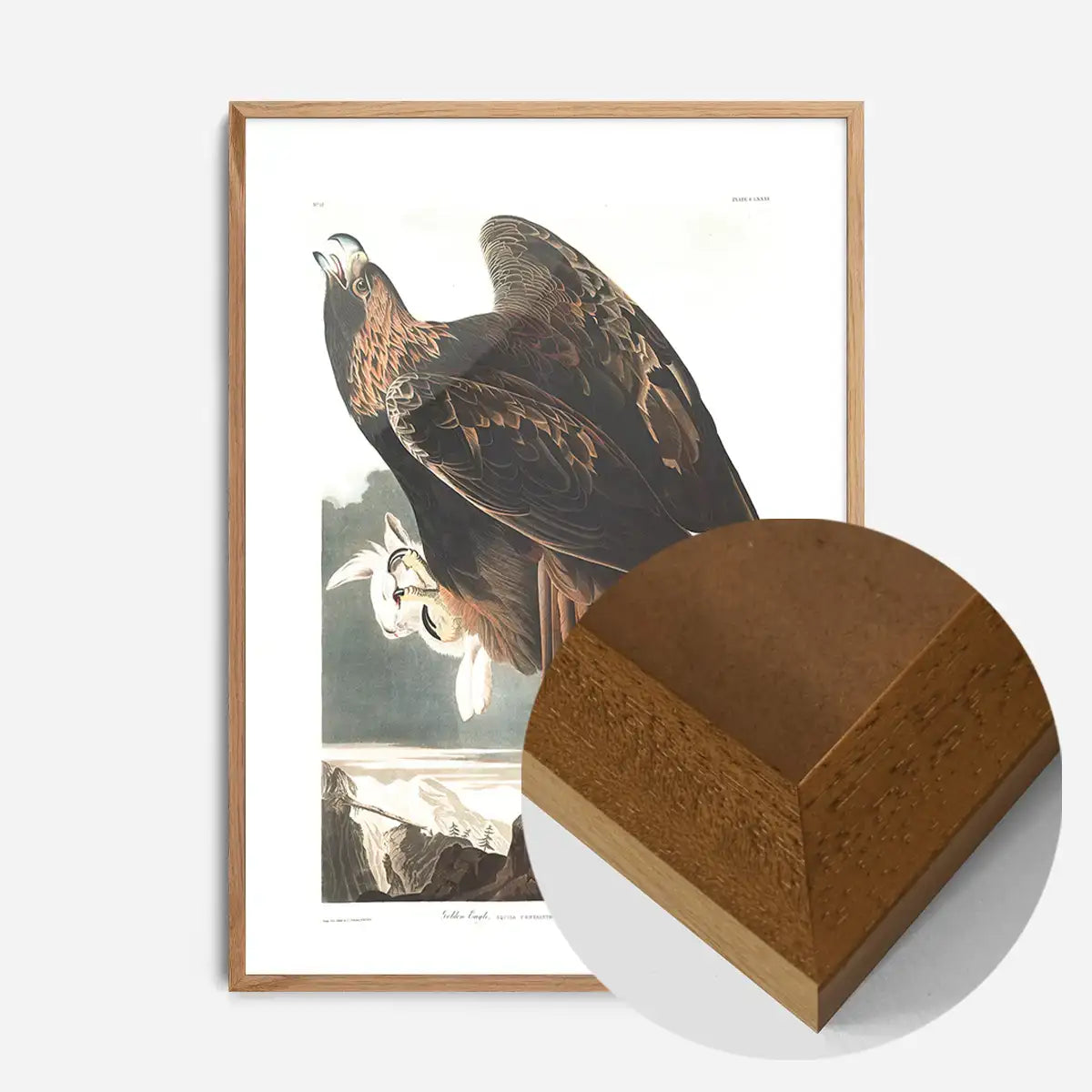 Golden Eagle Vintage Antique Bird Print