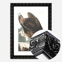 Golden Eagle Vintage Antique Bird Print