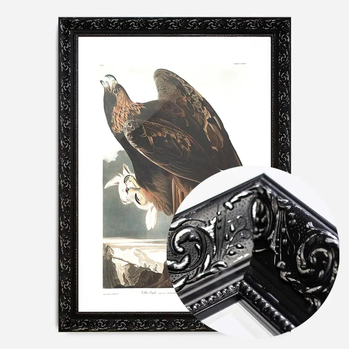 Golden Eagle Vintage Antique Bird Print