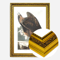 Golden Eagle Vintage Antique Bird Print
