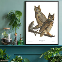 Great Horned Owl Vintage Antique Bird Print