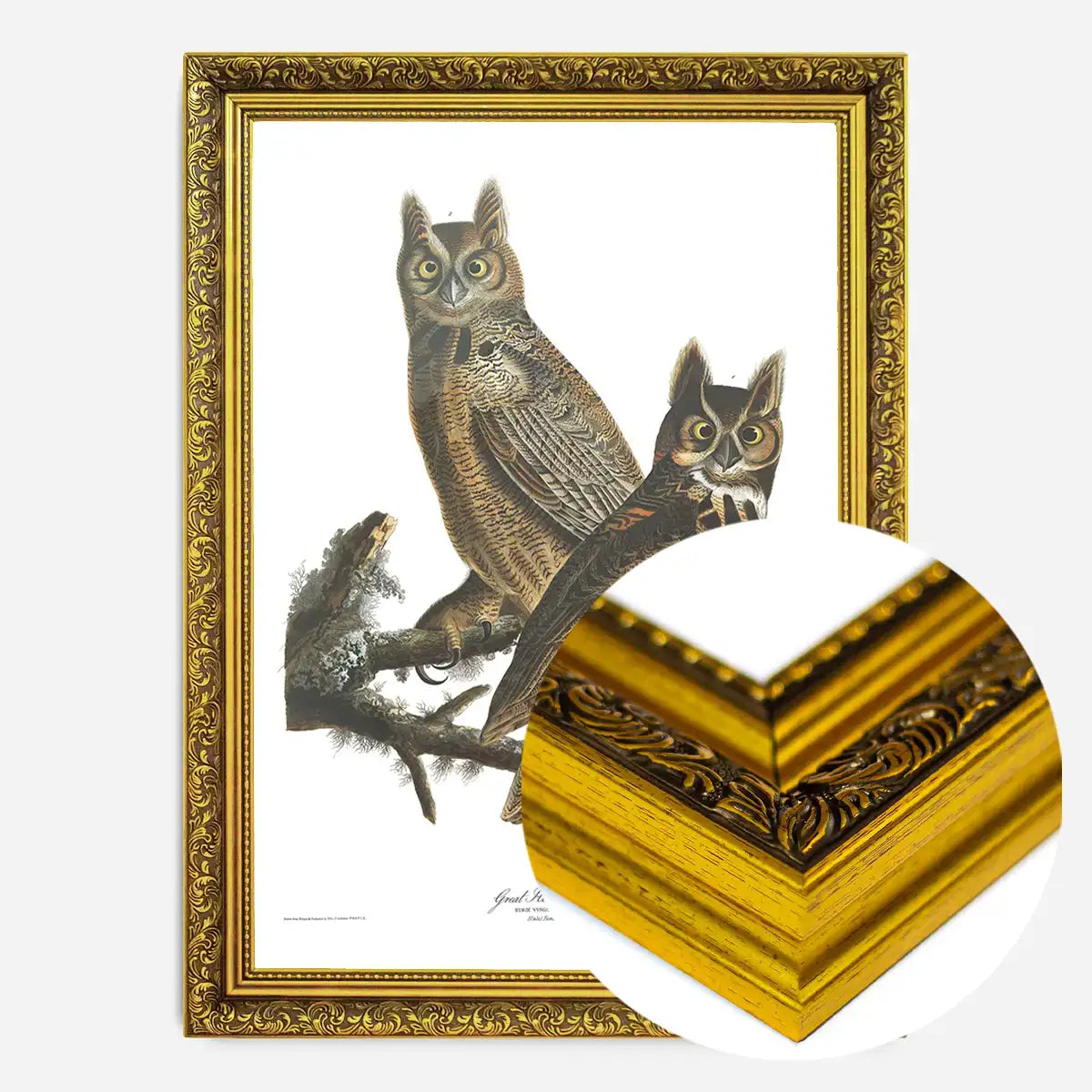 Great Horned Owl Vintage Antique Bird Print