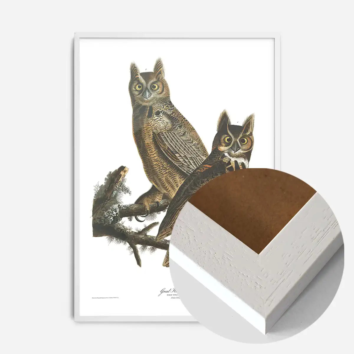 Great Horned Owl Vintage Antique Bird Print