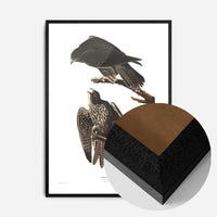 Labrador Falcon Vintage Antique Bird Print