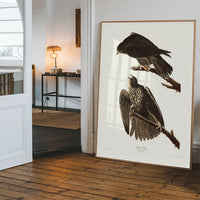 Labrador Falcon Vintage Antique Bird Print