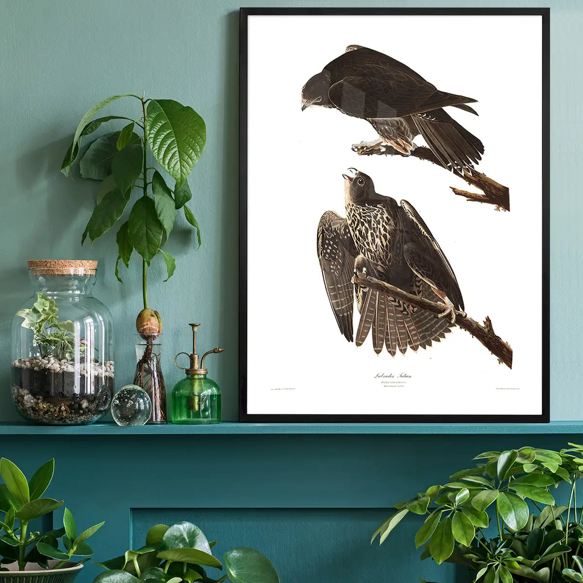 Labrador Falcon Vintage Antique Bird Print