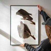 Labrador Falcon Vintage Antique Bird Print