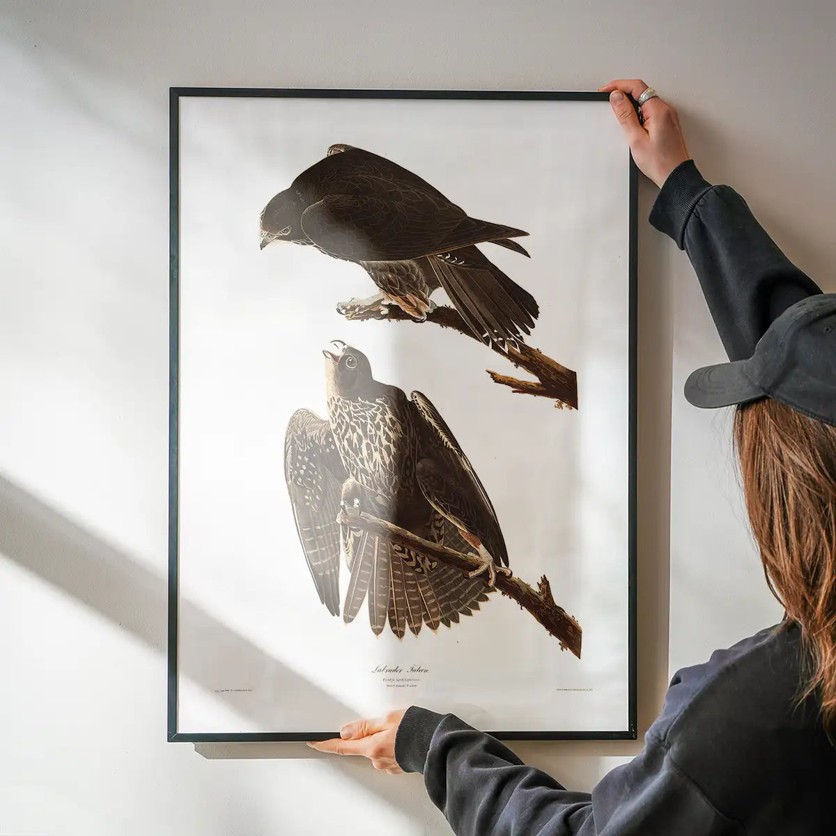 Labrador Falcon Vintage Antique Bird Print